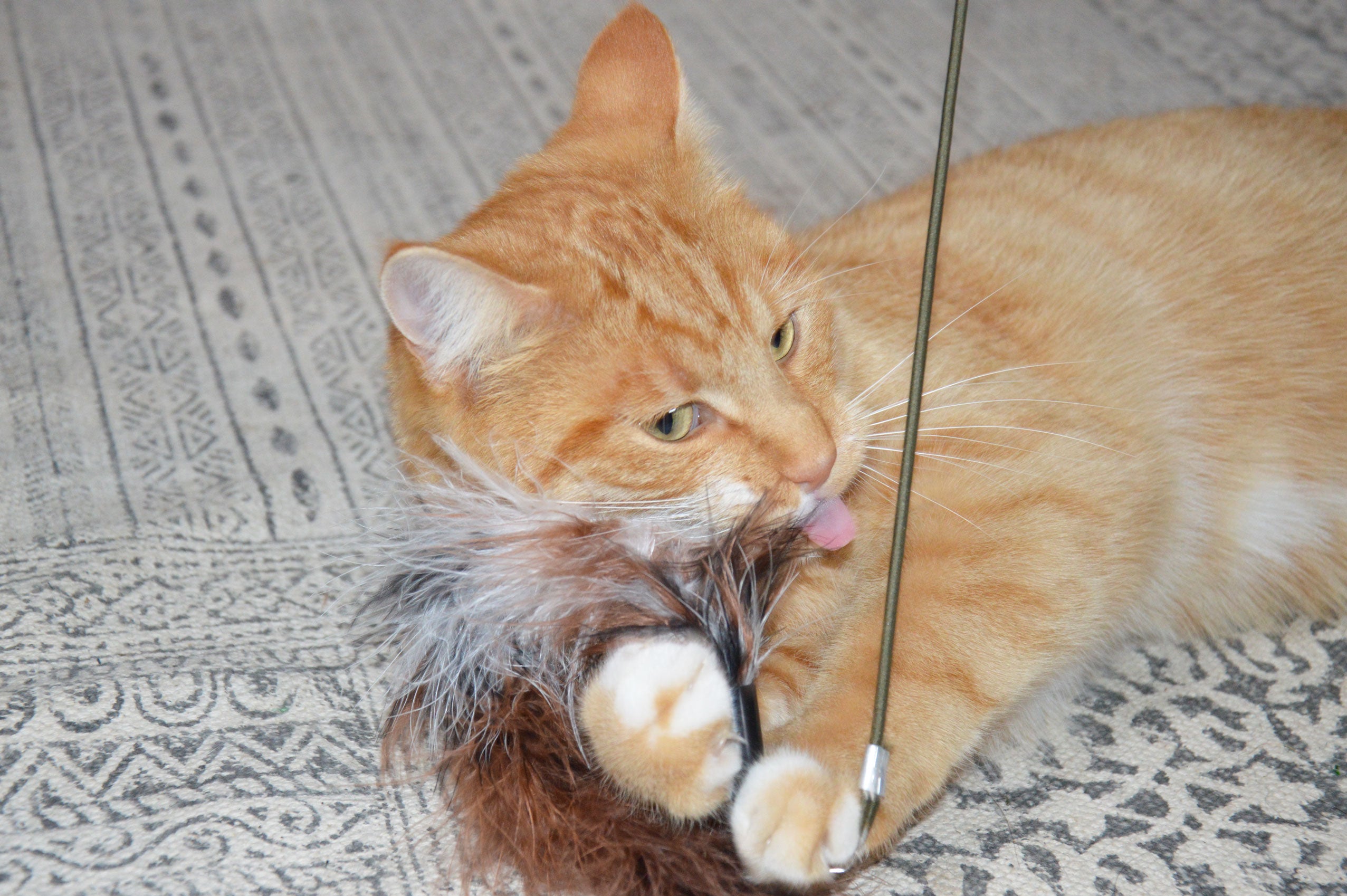 Katzenangel