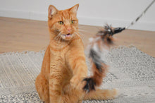 Laden Sie das Bild in den Galerie-Viewer, Katzenangel